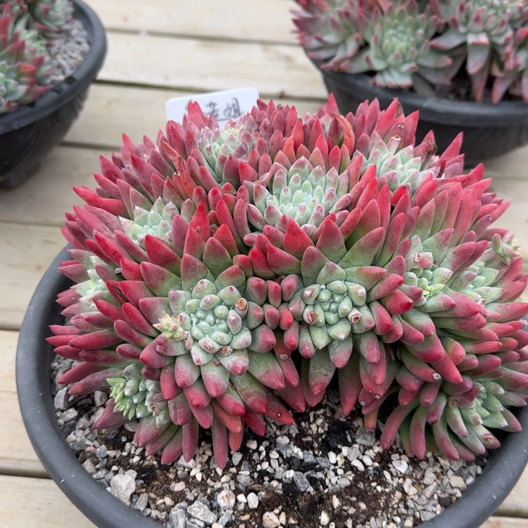 爱*20250207多肉植物001爱莲姐