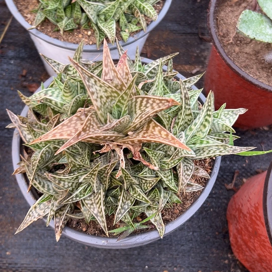 多肉植物翠花掌芦荟
