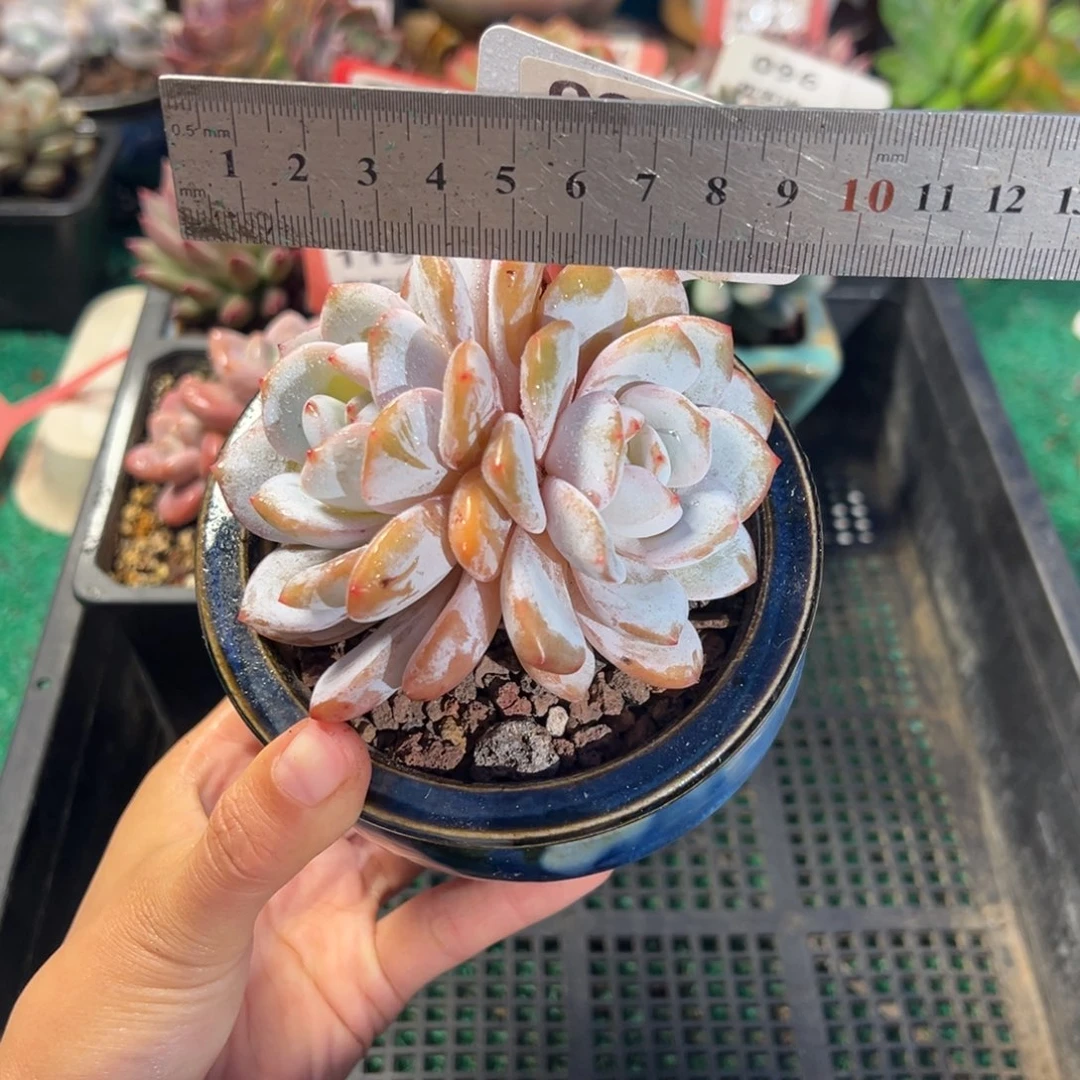 表妹精品多肉植物097.