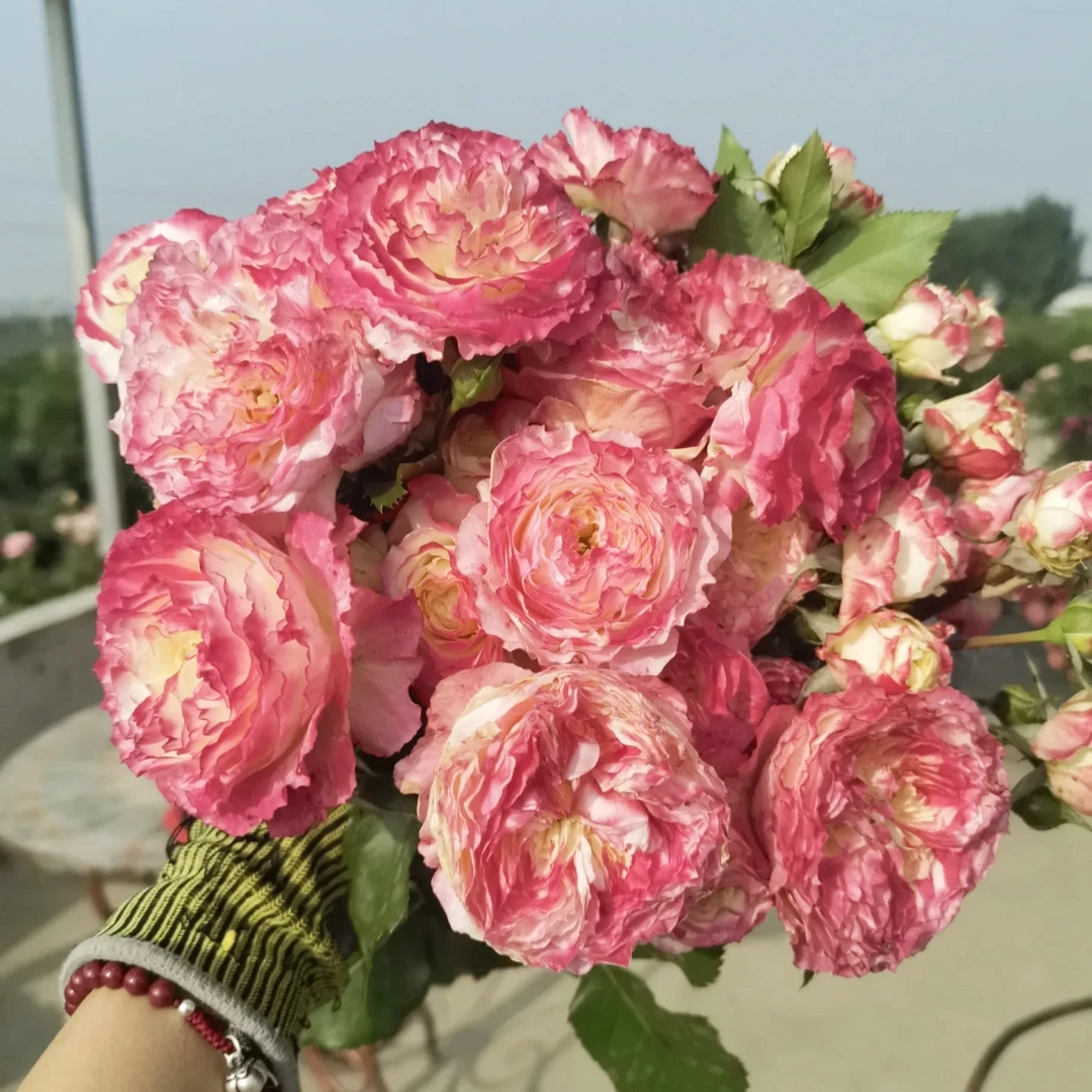 【3颗包邮】初妆 月季玫瑰 多季粉白复色直立丰花灌木月季