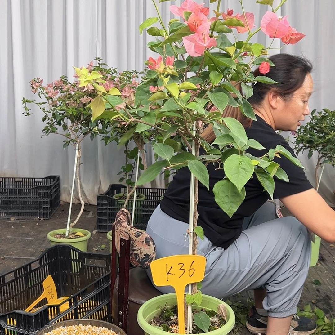 黄***梨当前无花栽培后可以开花K36不甜