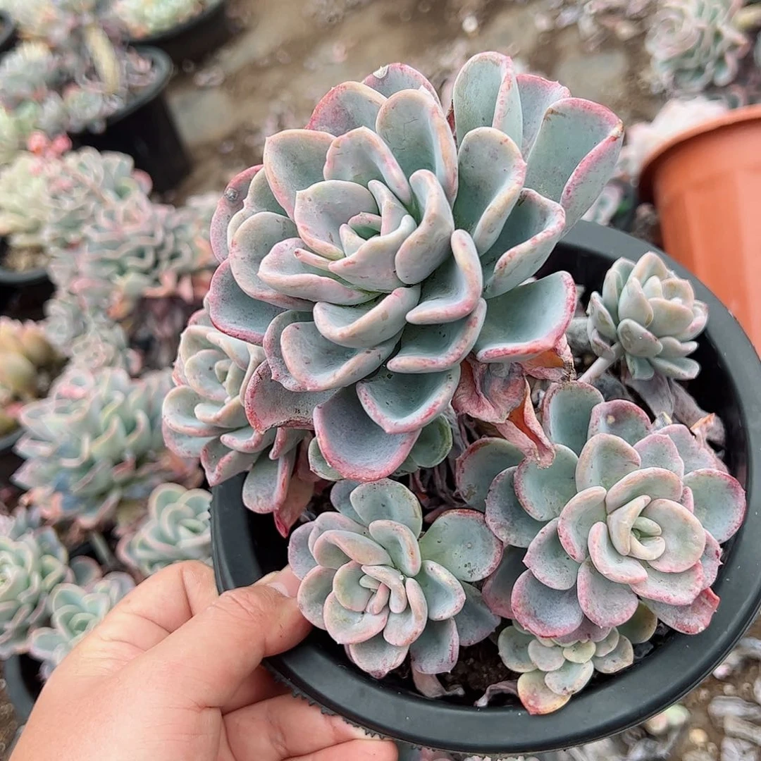 美尻单头带仔无砍