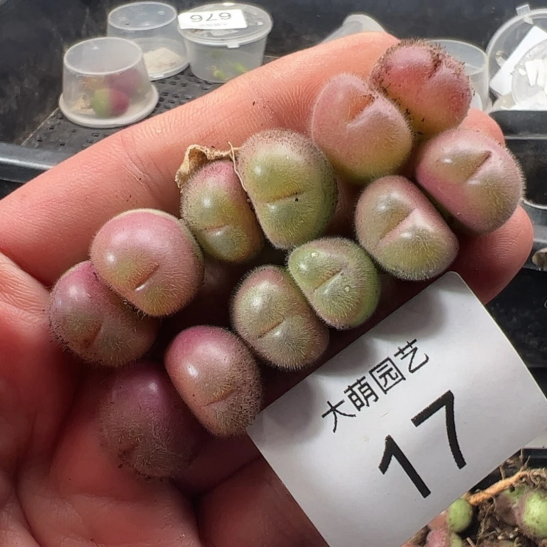 一物一拍脱土发。   17