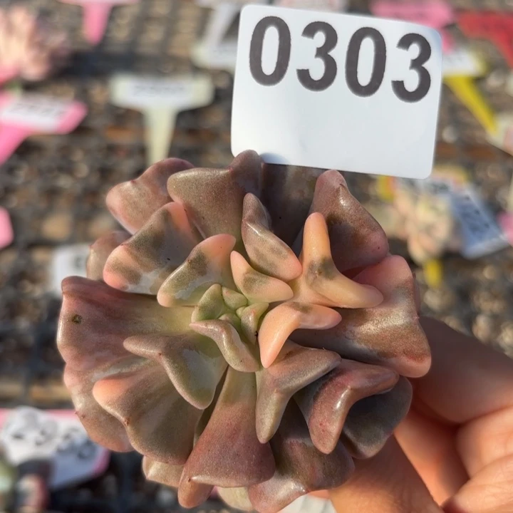 头盖锦满18包邮当场凑单