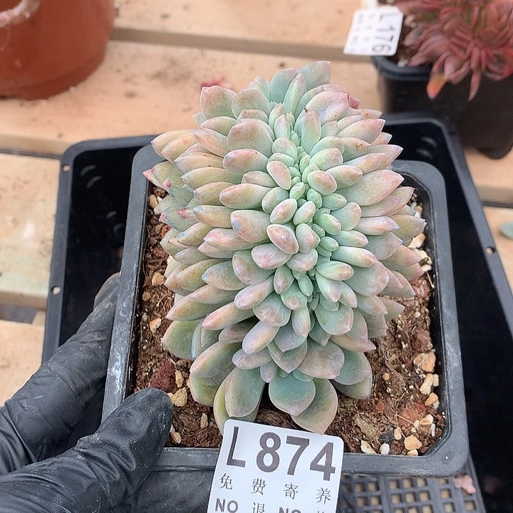 冰橙缀化 多肉植物，9.28号发