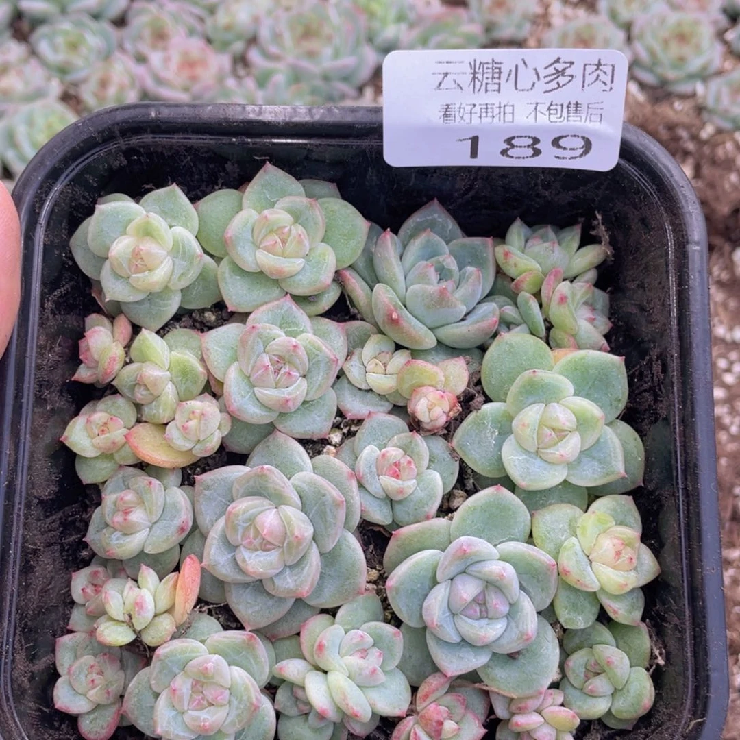 云糖心多肉植物189