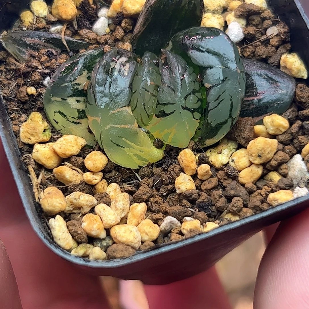 阿***斯黑水晶锦十二卷多肉植物