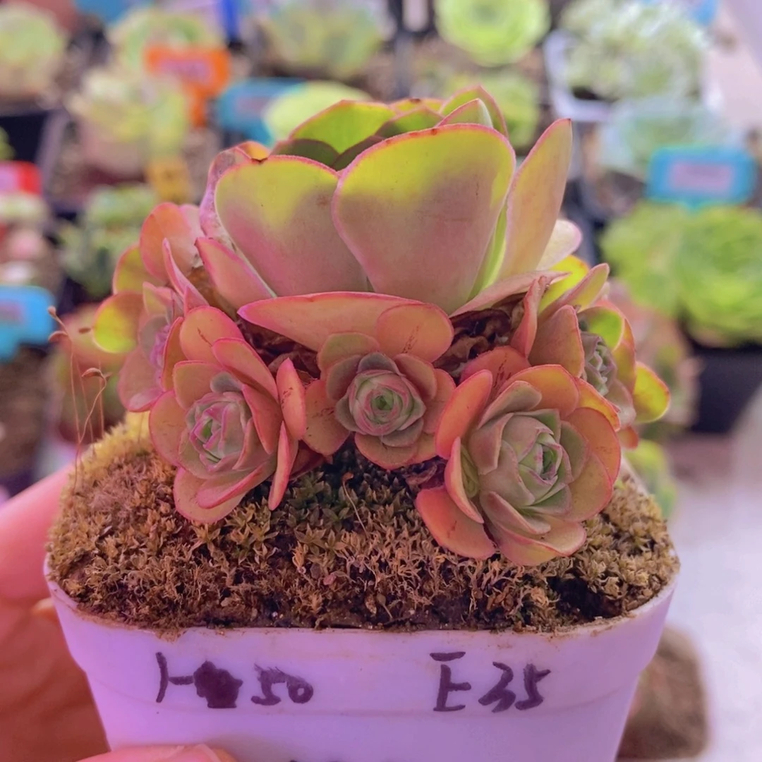 山地玫瑰一物一拍h50-e35