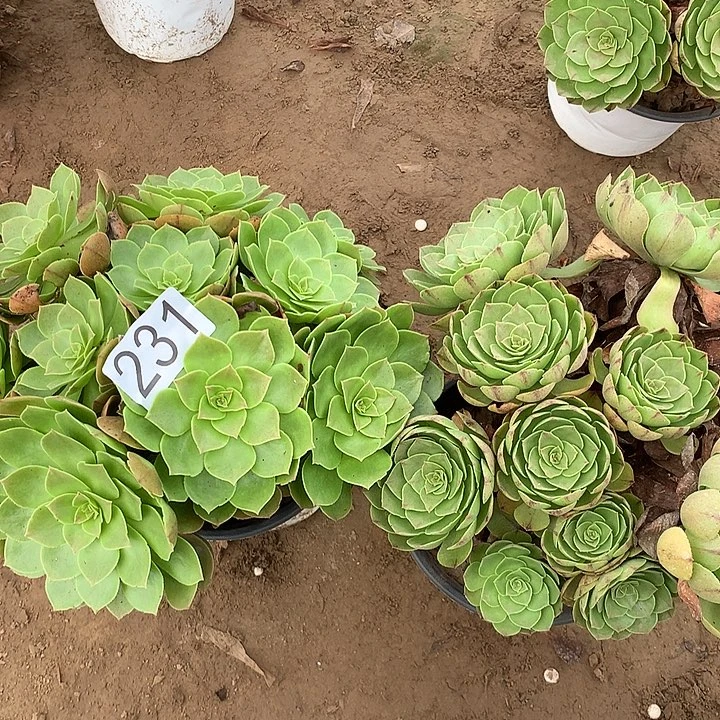 无花朵231万圣节➕万拉丝多肉植物