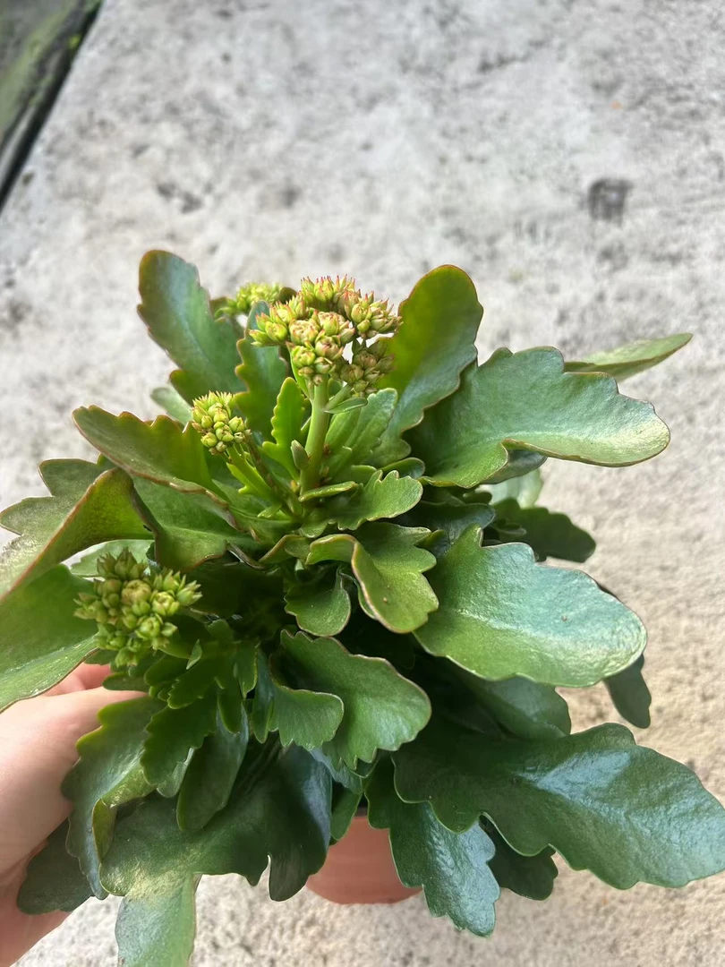 120型号23-30长寿花