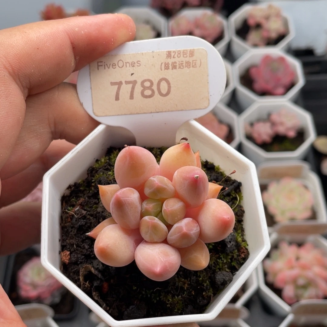 红蜻蜓7780-4.5厘米