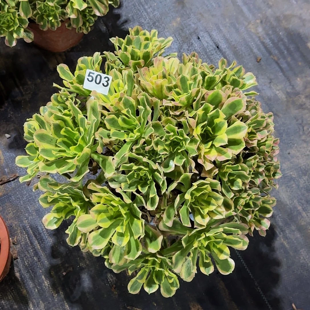 503白风法师植物多肉