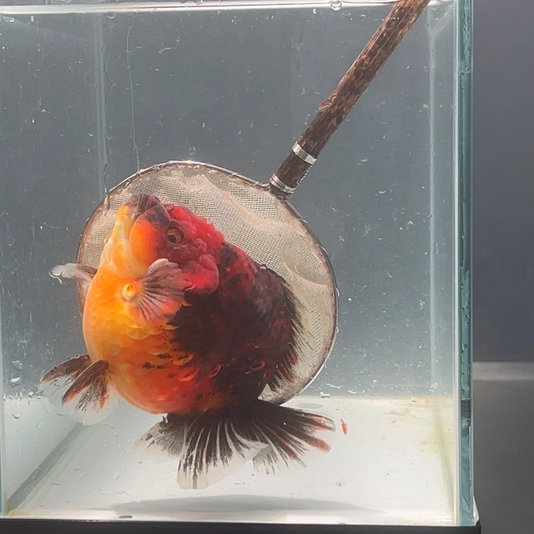 海水鱼59566655547788855