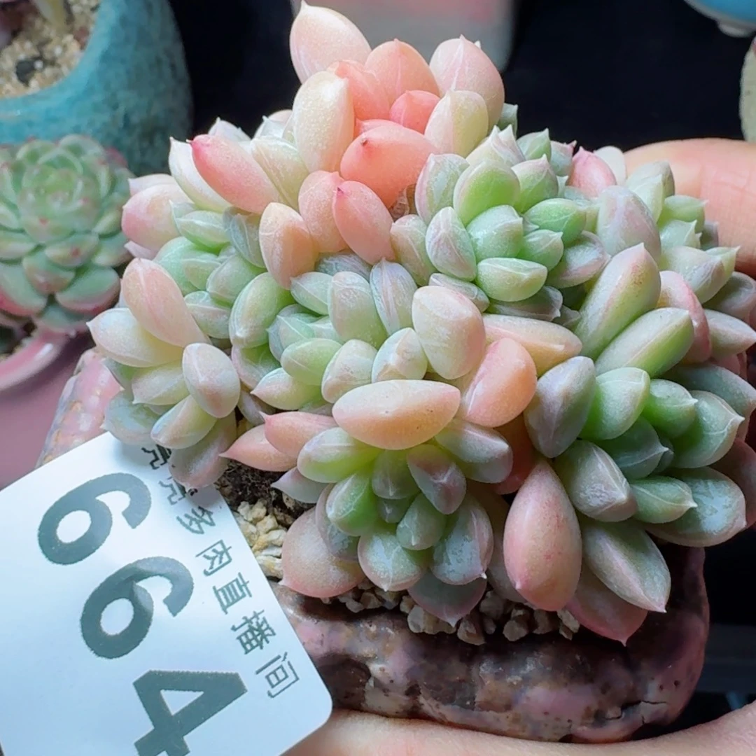 百达翡翠      愿你一路坦途，乘风破浪展宏图