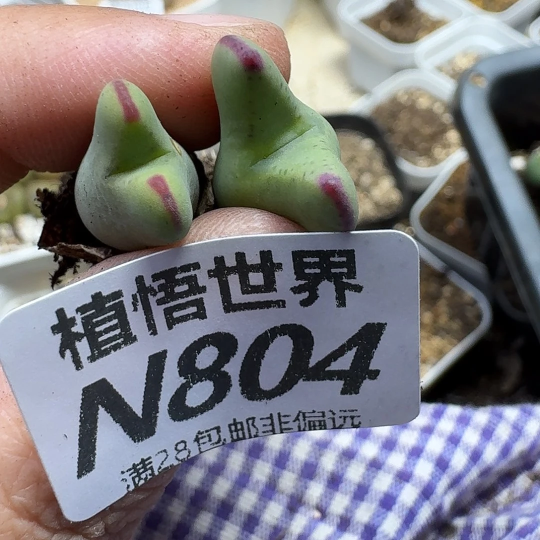 多肉植物的润泽和fhh