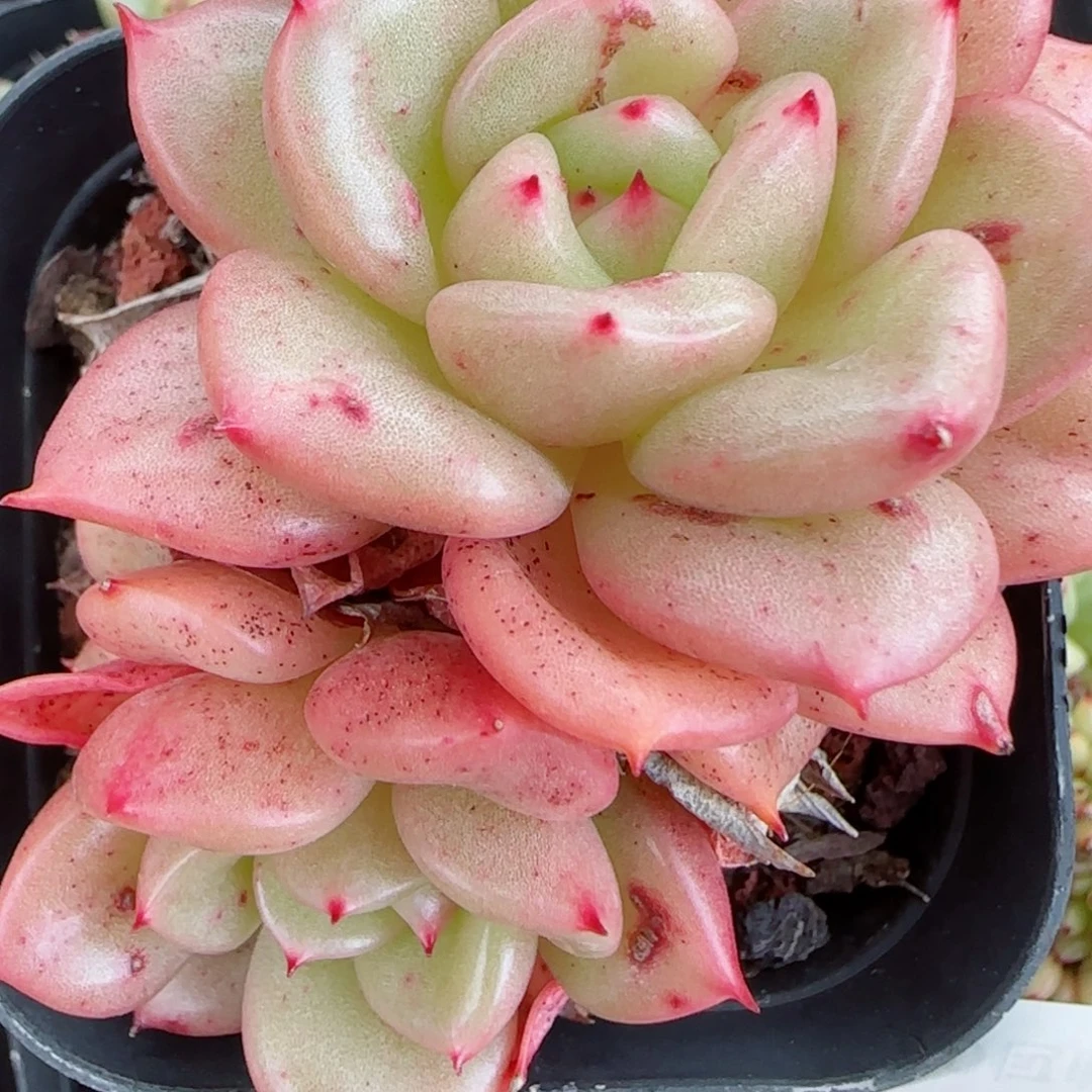 花语逸镜1019-161蜜糖