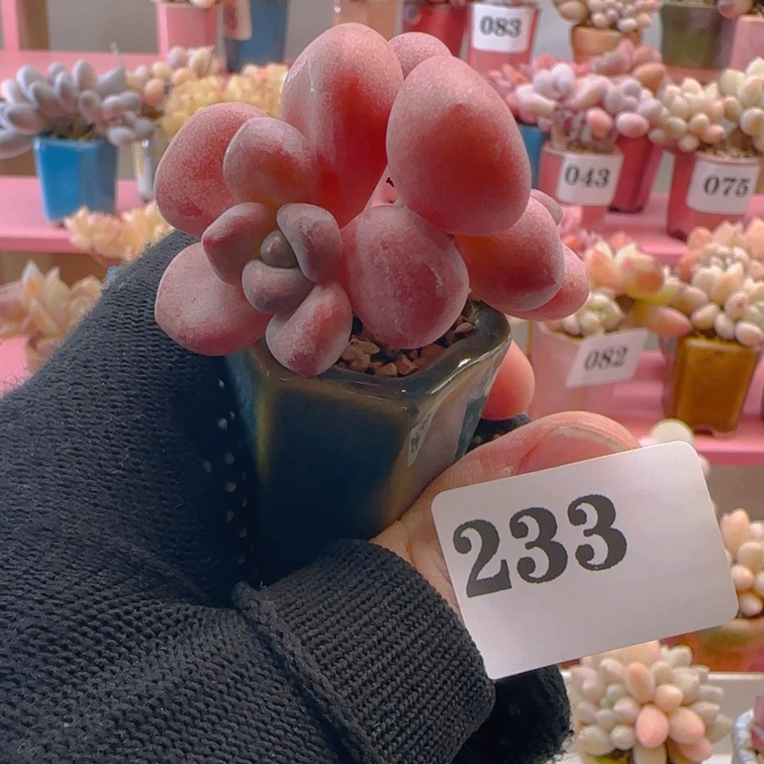 木糖醇233 ，带盆土发货，满38包邮非偏远。