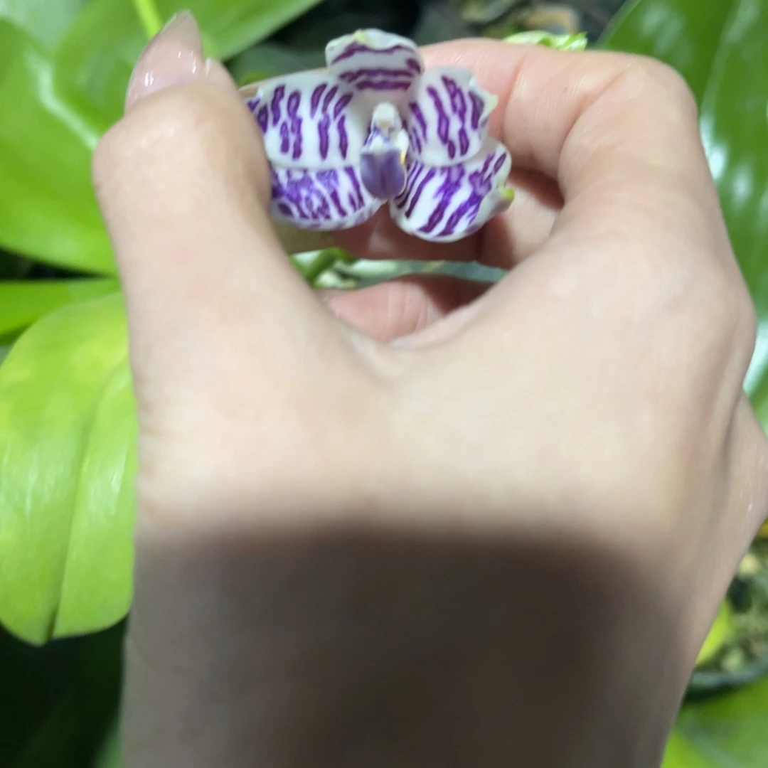 完全开放柳林3585