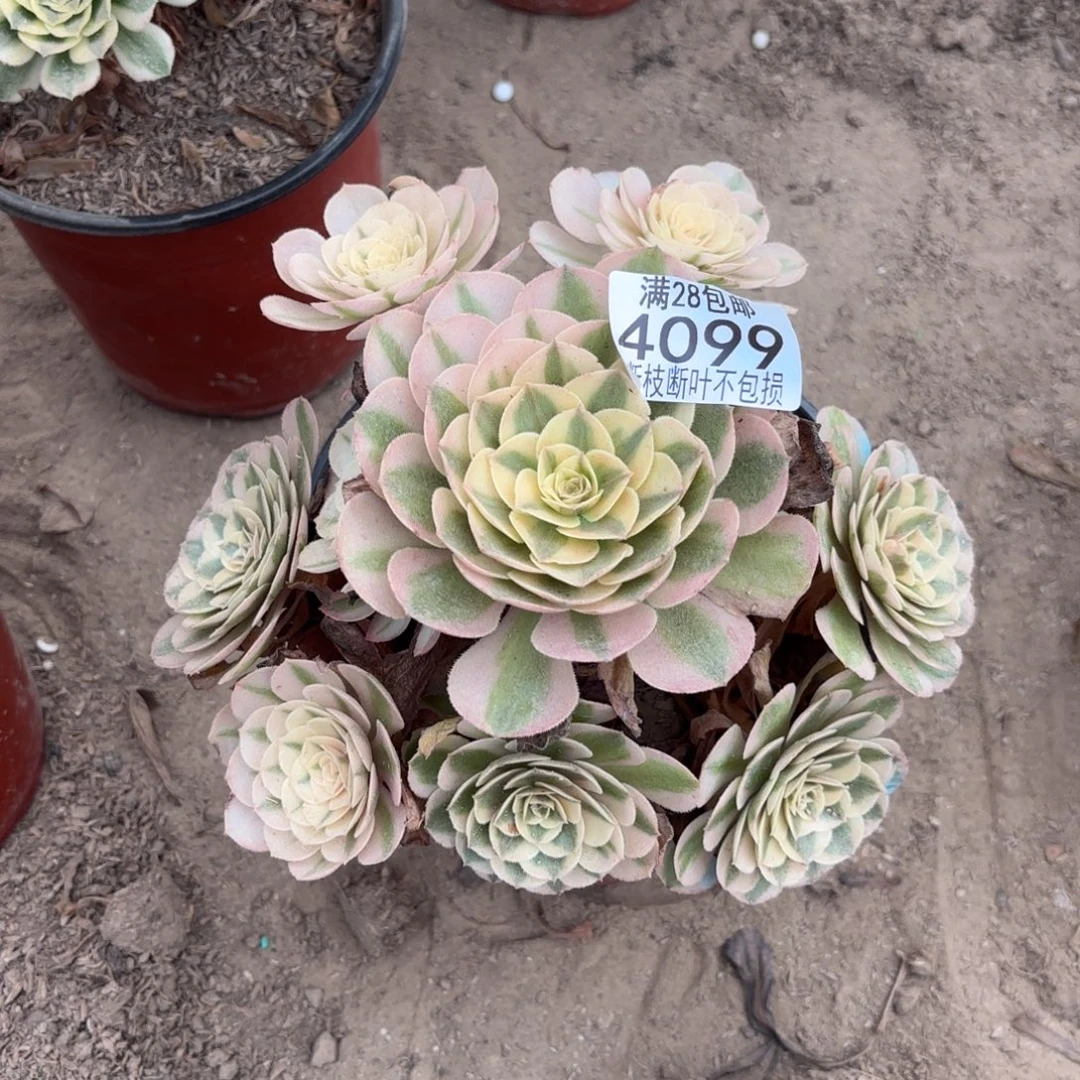 M. 4099荔枝多肉1222