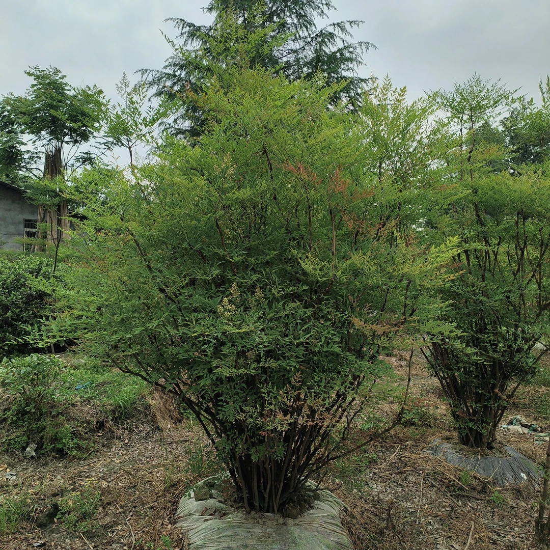 老桩造型造景树界的好养活南天竹南天竹南天竹室内茶室绿植盆栽