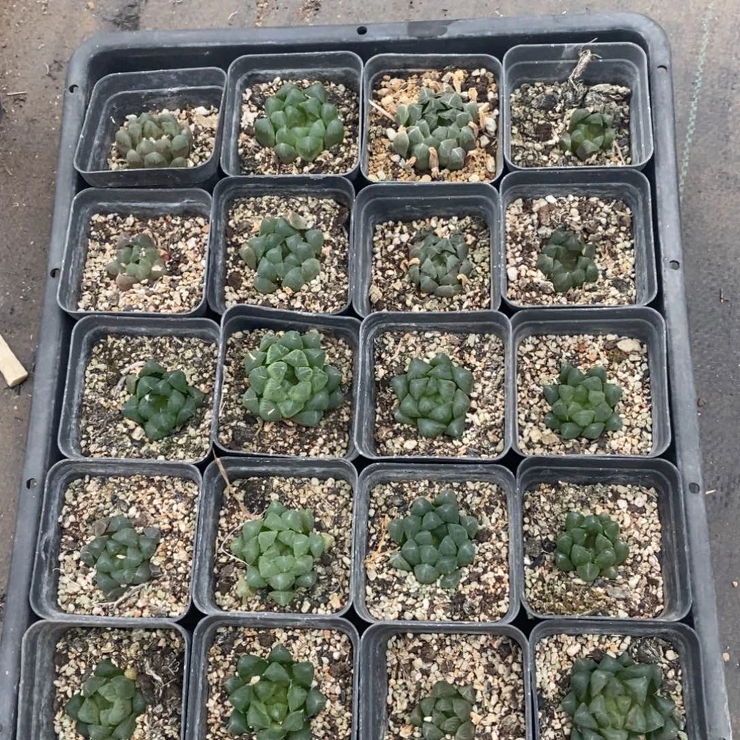 553 一颗实生灯系玉露 炸弹福利