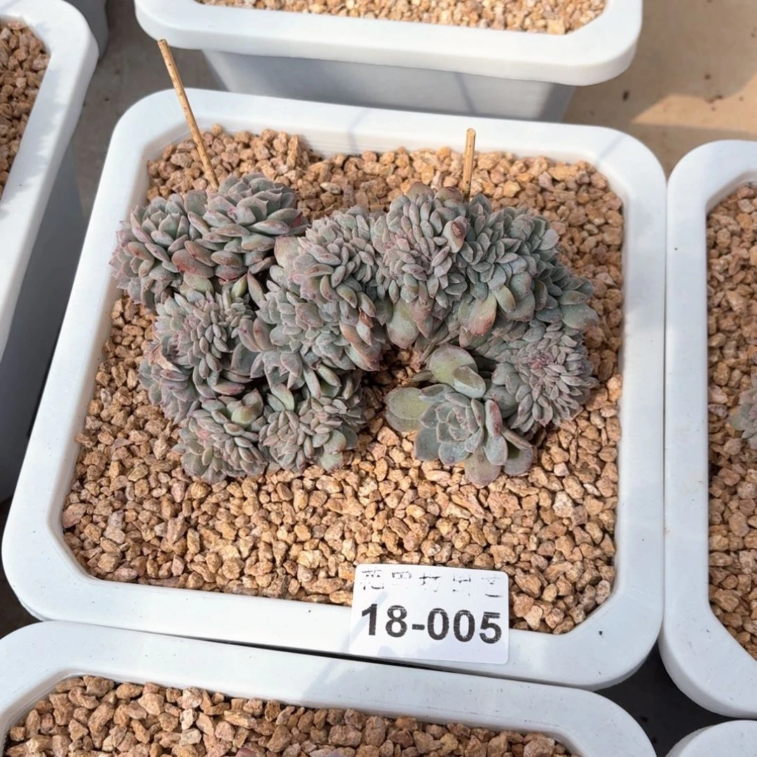 卖****娘18.005琥珀缀化寄养