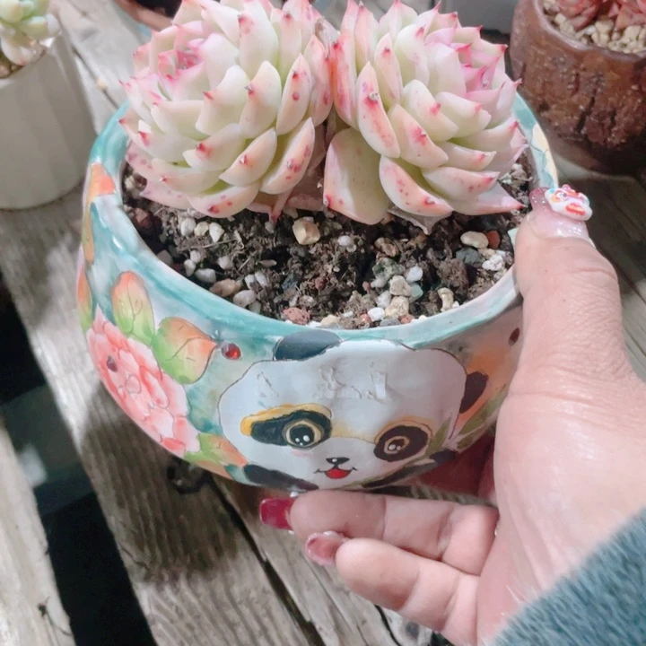 魔***儿多肉植物多肉植物