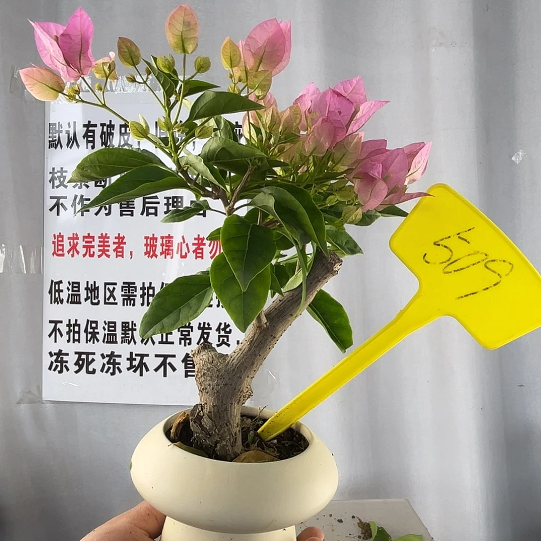 大部分花苞少量开放509广红樱坨坨，掌中宝