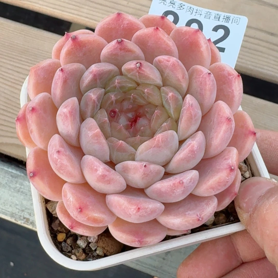 秘境冰魄母本         精品多肉