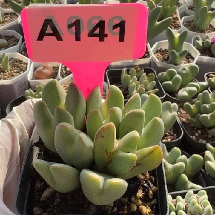 苹果手机没带身上我都给