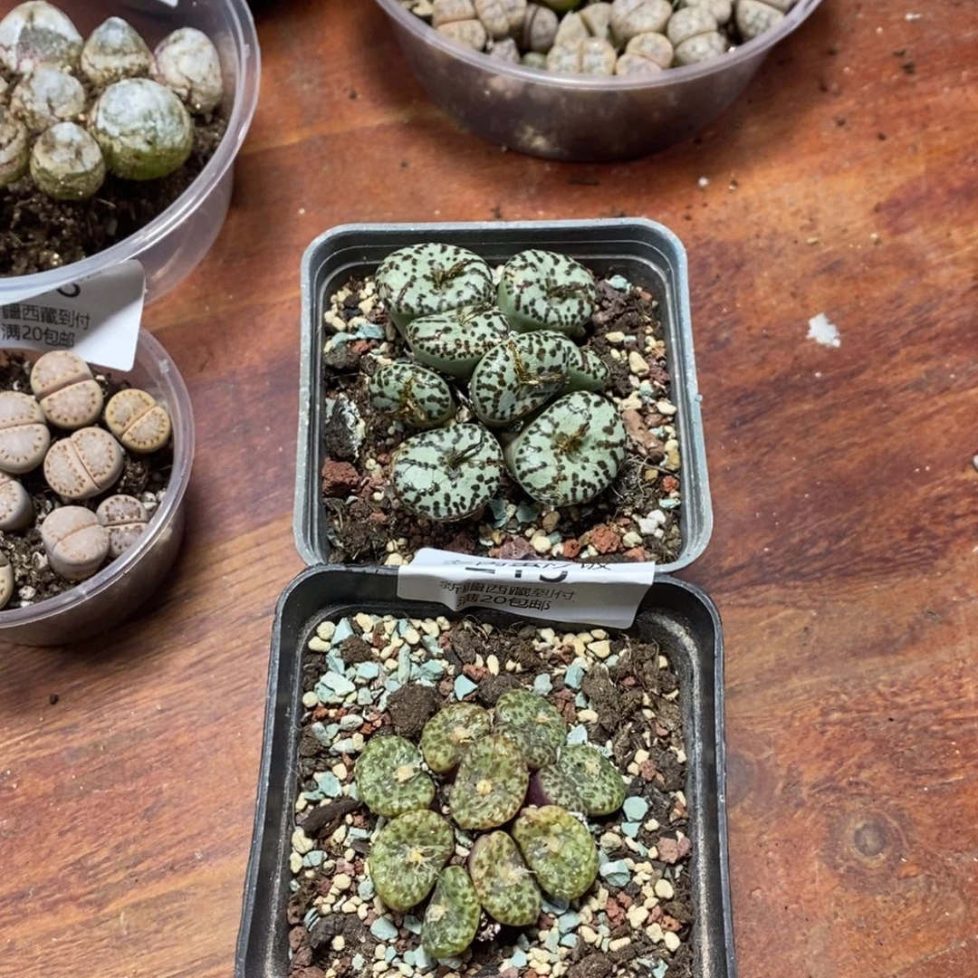 多肉蛋炒饭感谢您相伴215