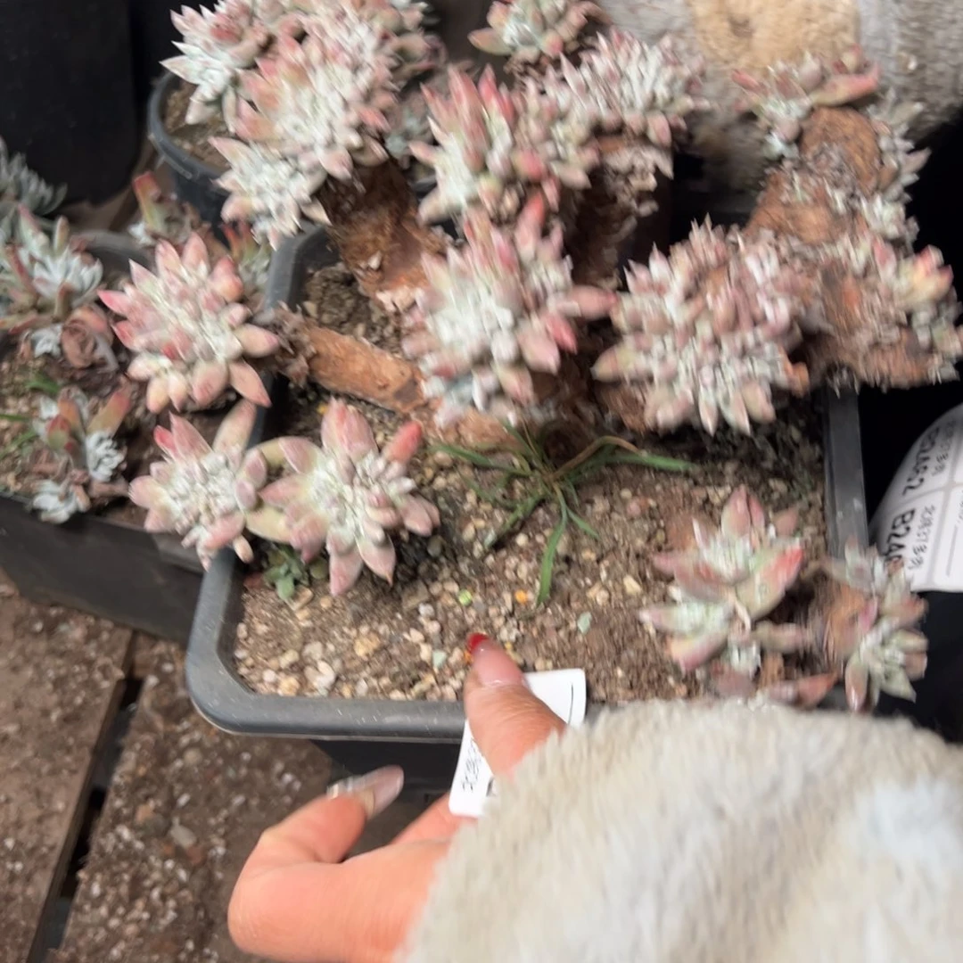 肉*怪2460哈哈哈哈哈哈哈