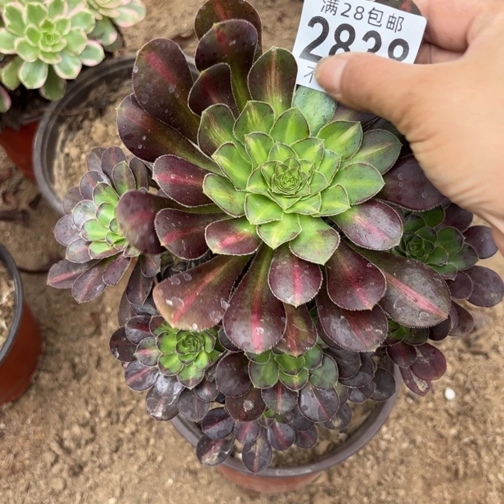 ～***～爱马仕中班多肉植物2838