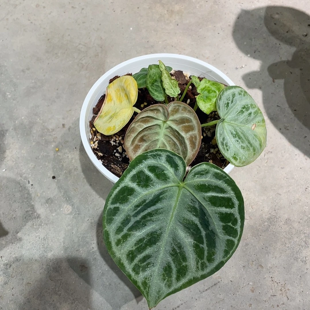 无花朵变异锦化花烛