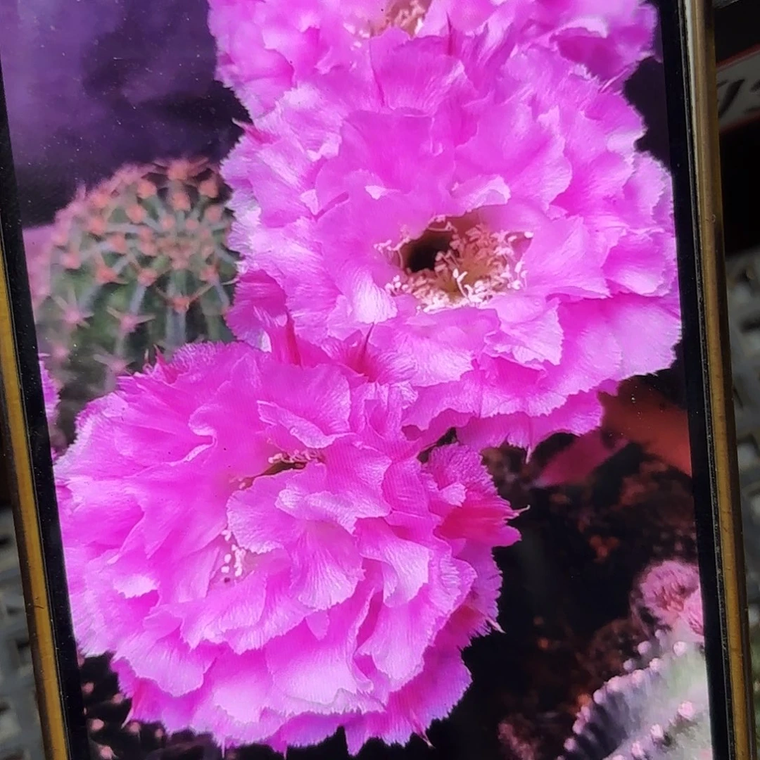 多多一彩侧牙20包邮仙人球10