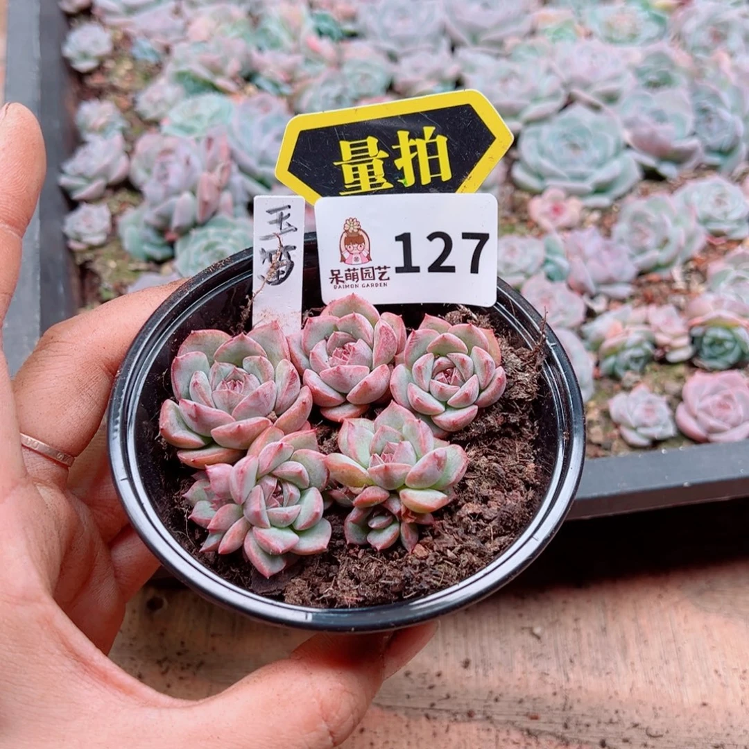 多肉植物多肉植物