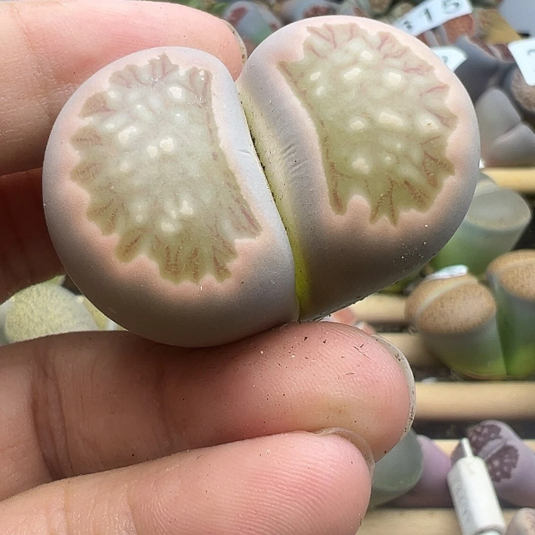 316大粉菊有伤福利清1111