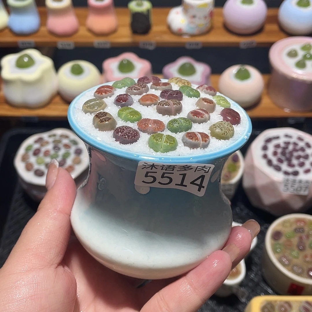 带盆土植物 一物一拍5514