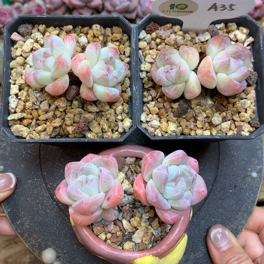 A35 白底冰玉 3棵打包 小老桩