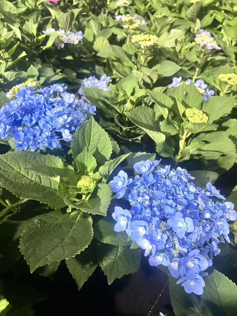 高颜值佳澄绣球：花型独特一颗集齐4色花量大到惊人室内外盆栽