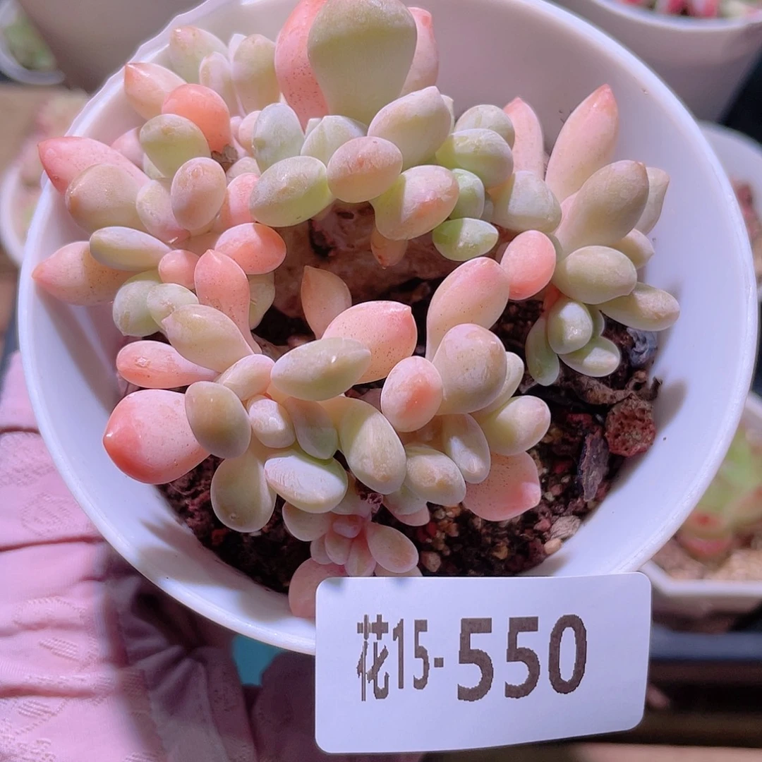 花利美15-550醉美人缀化