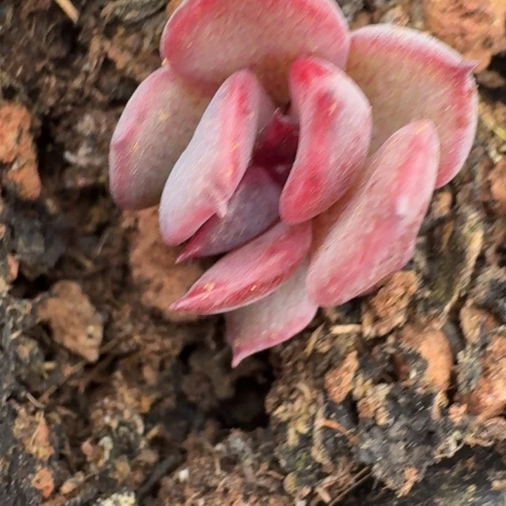 紫水晶锦一物一拍353