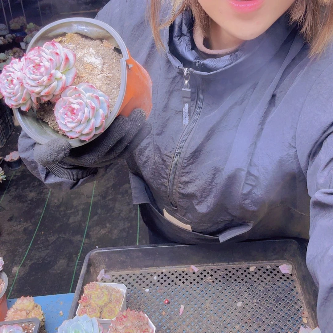 余***笙015天鹅绒一物一拍