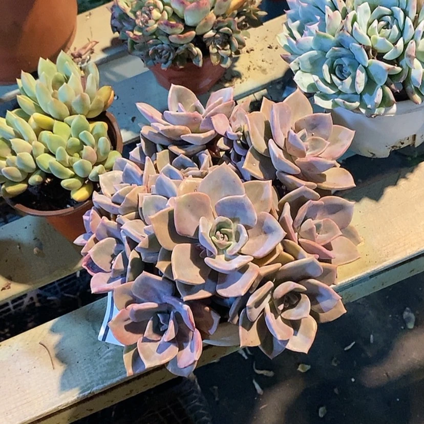 【闪购商品】彩虹糖0467