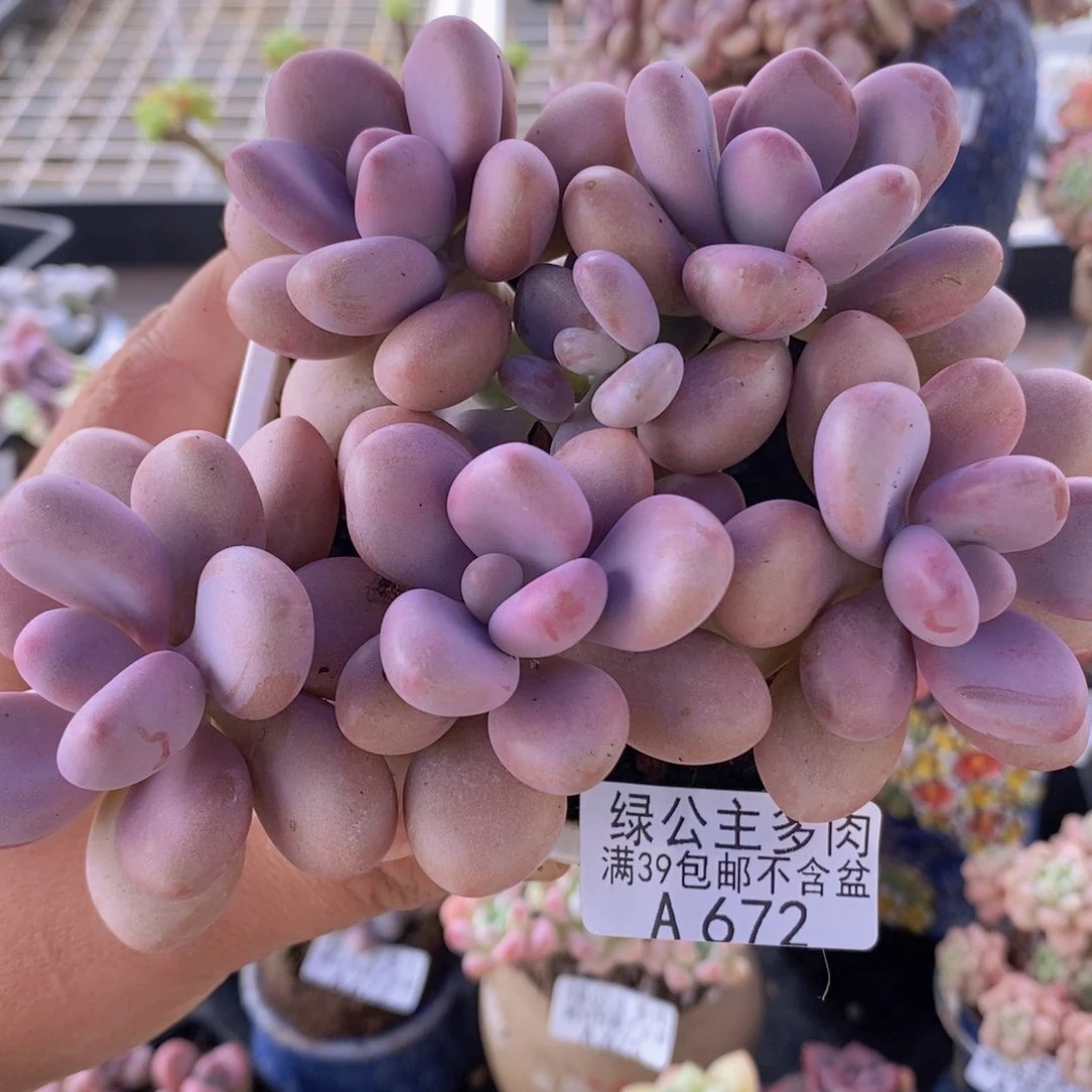 糖果老桩12cm672多肉植物