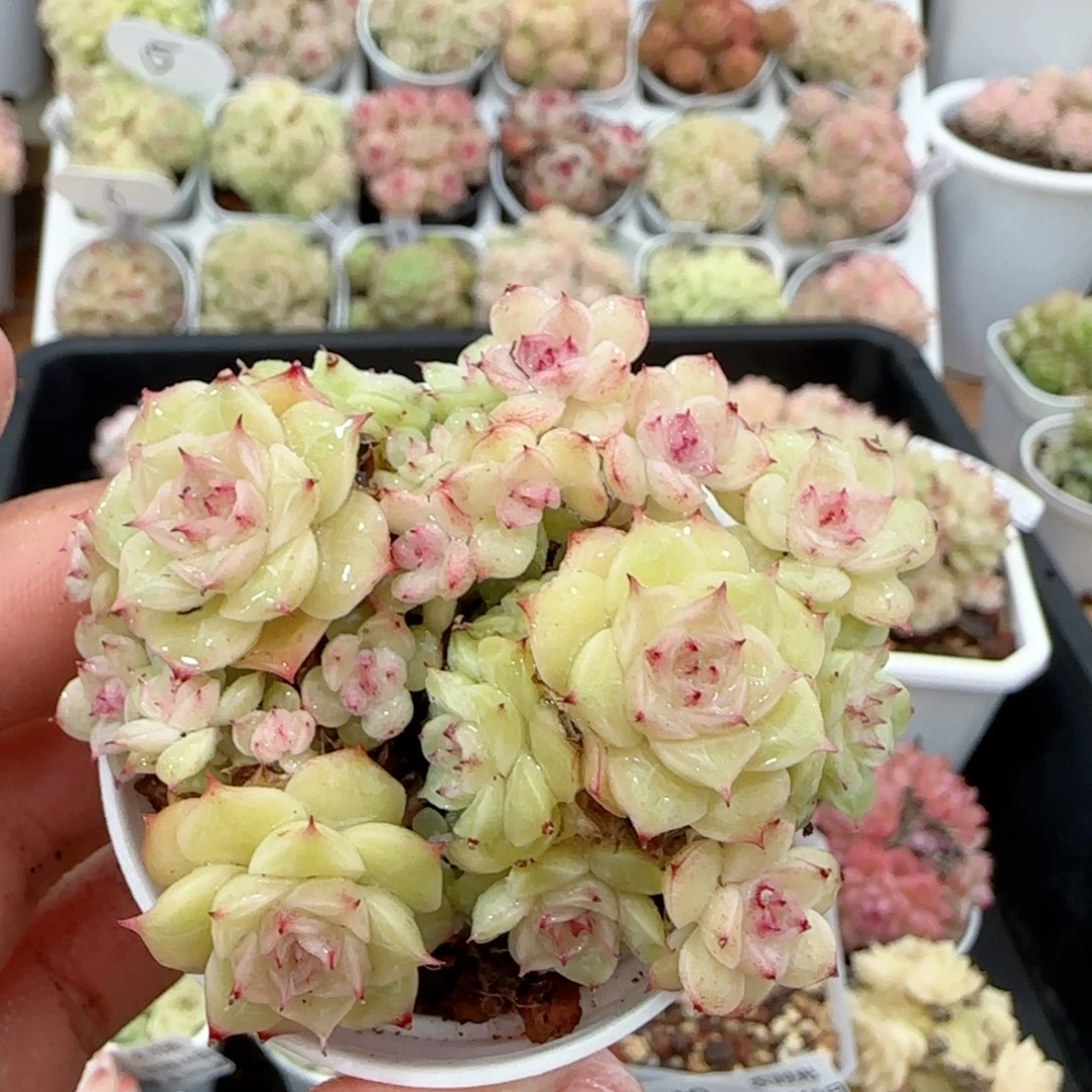 【闪购商品】0119-43紫心花朵麦杆