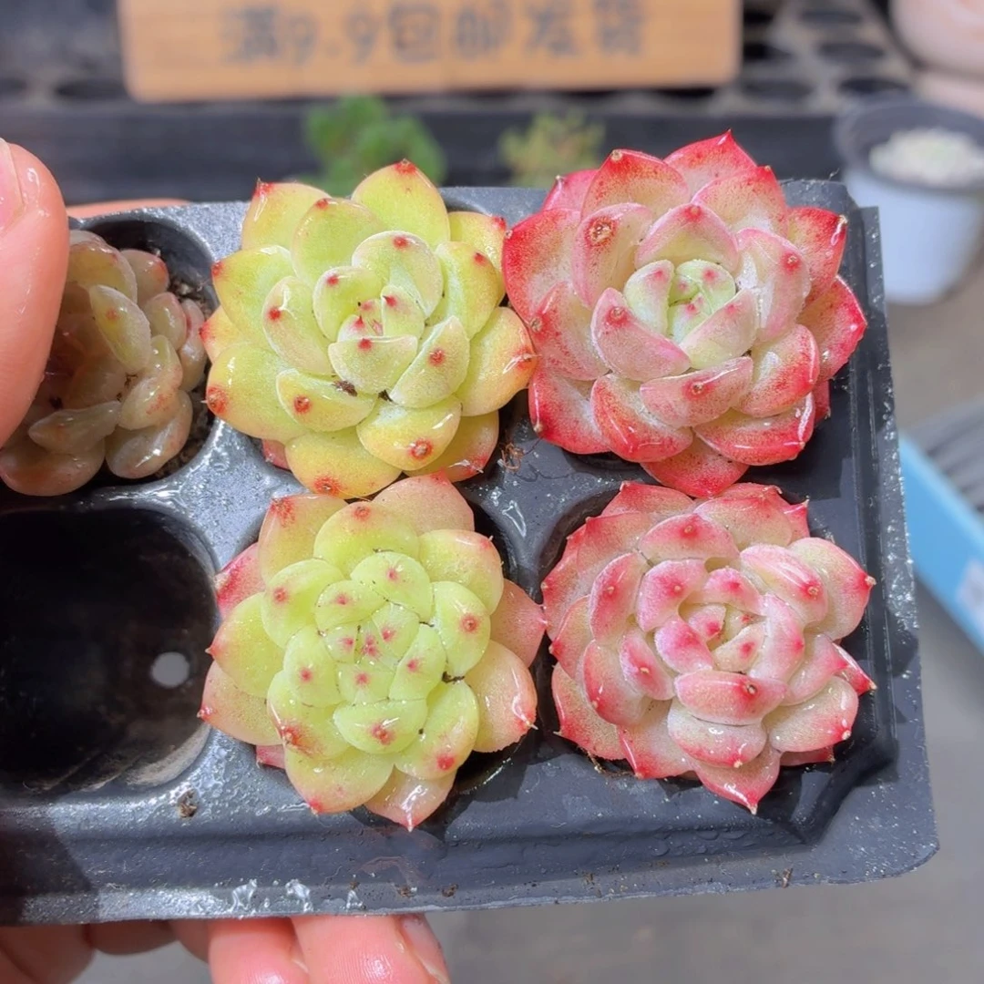 麦秆多肉9.9包邮发货