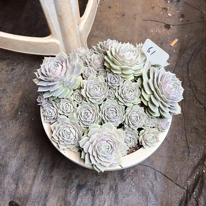 睡***段多肉植物，露娜莲61号