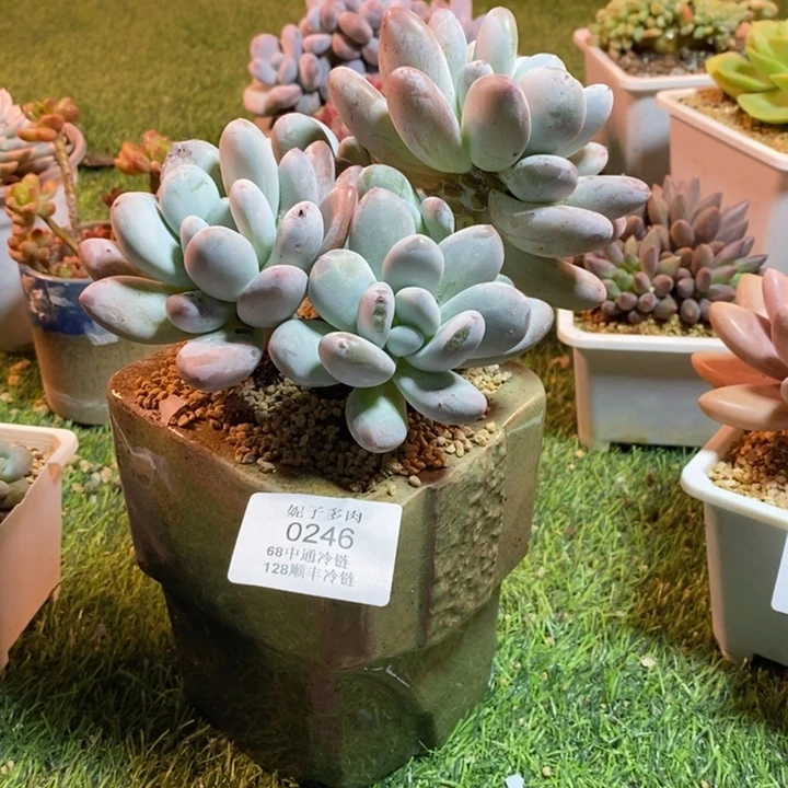 0246啊啊啊啊啊啊啊啊啊啊啊