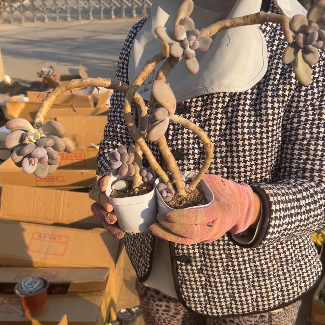 多肉植物多肉植物